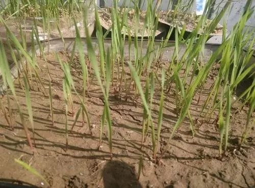 麦田里节节麦怎样根除,节节麦该怎么防治才安全有效