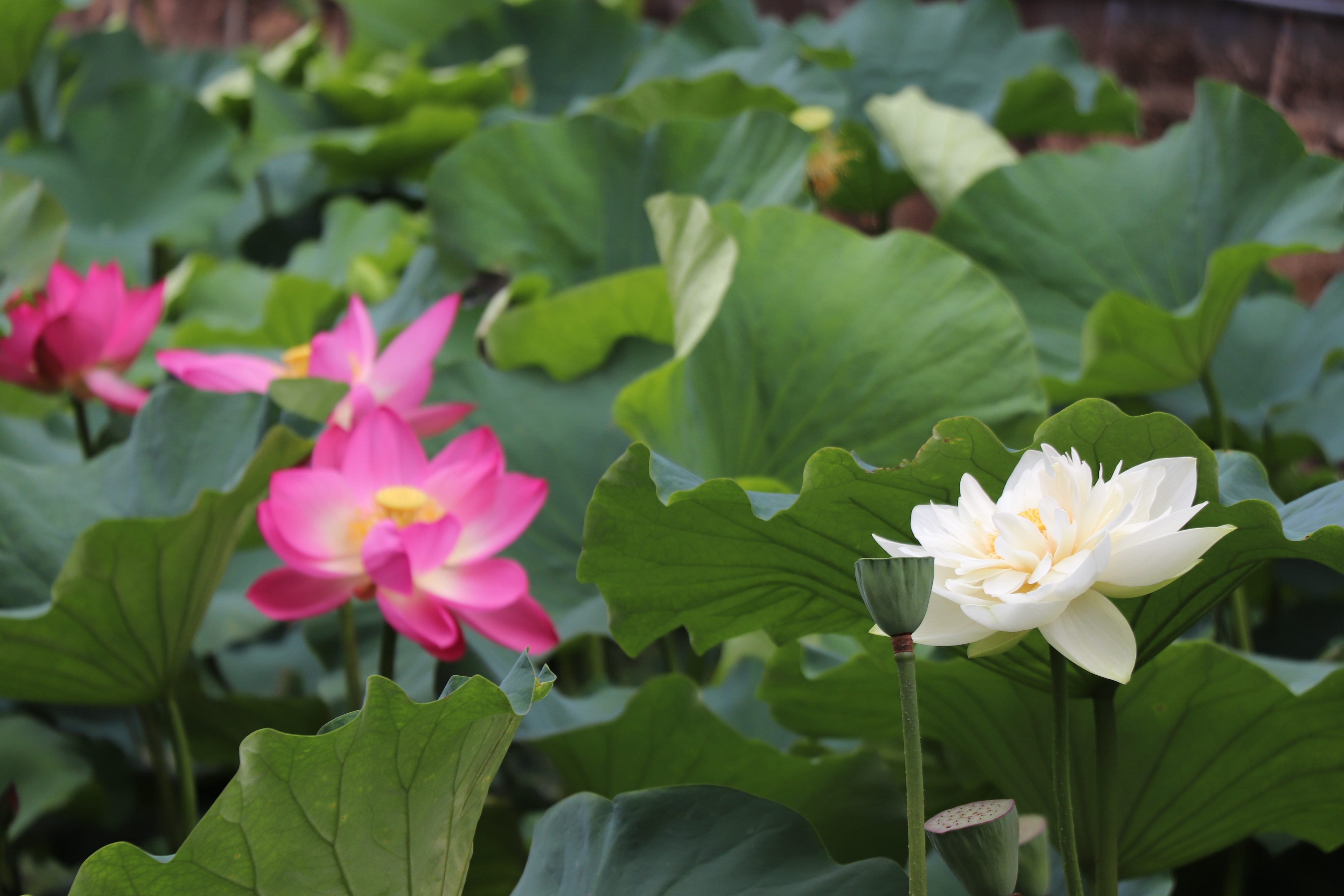 男人一招教你放下婚外情,男人一招制服狗