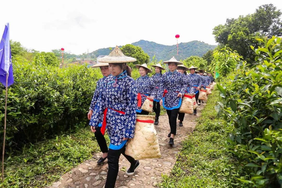 探访福建铁观音茶叶,安溪铁观音传承茶文化价格
