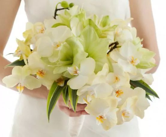 50种鲜切花花语，每个花艺师都要知道