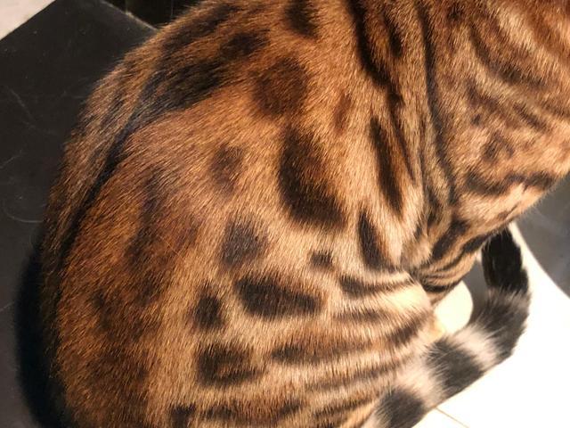 平时给猫吃什么比较好,可以每天给猫吃肉吗