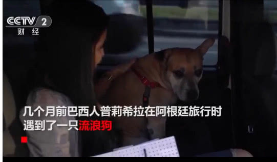 巴西推出宠物专属出租车,还提供跨国服务:主人再也不用担心了