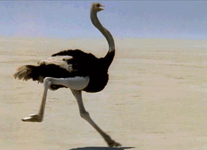 捕鸟树“杀鸟为乐”，忘记传播种子，被进化带偏的物种有多可怕？