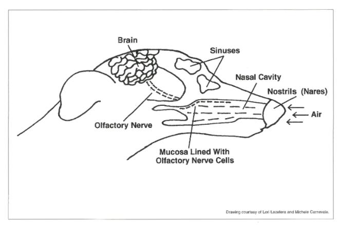 小狗拉稀流鼻涕不吃东西什么原因,小狗为什么容易流眼泪