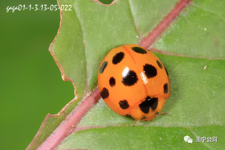 玉米上的虫害打什么药,玉米虫害防治口诀谚语