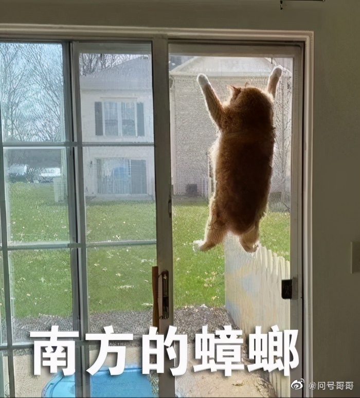 南方蟑螂和北方蟑螂对比恶搞,南方大蟑螂吓哭北方人