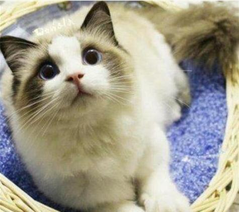 猫中的小仙女有哪些,猫中小仙女是什么