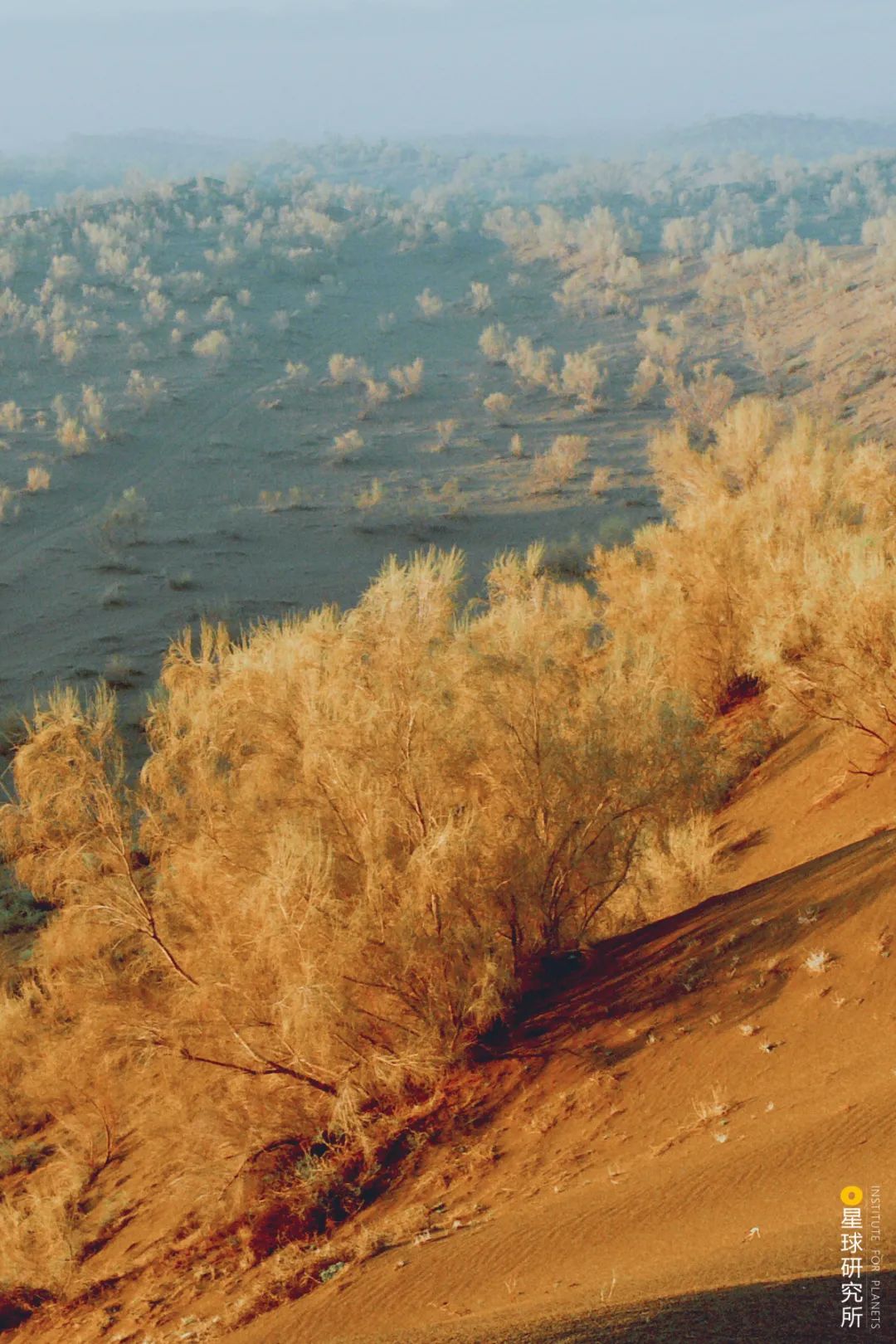 中国植树造林成果国外有什么看法,植树造林改造沙漠