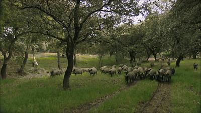 猪身上长羊毛是啥品种,身上长的毛和羊差不多的猪