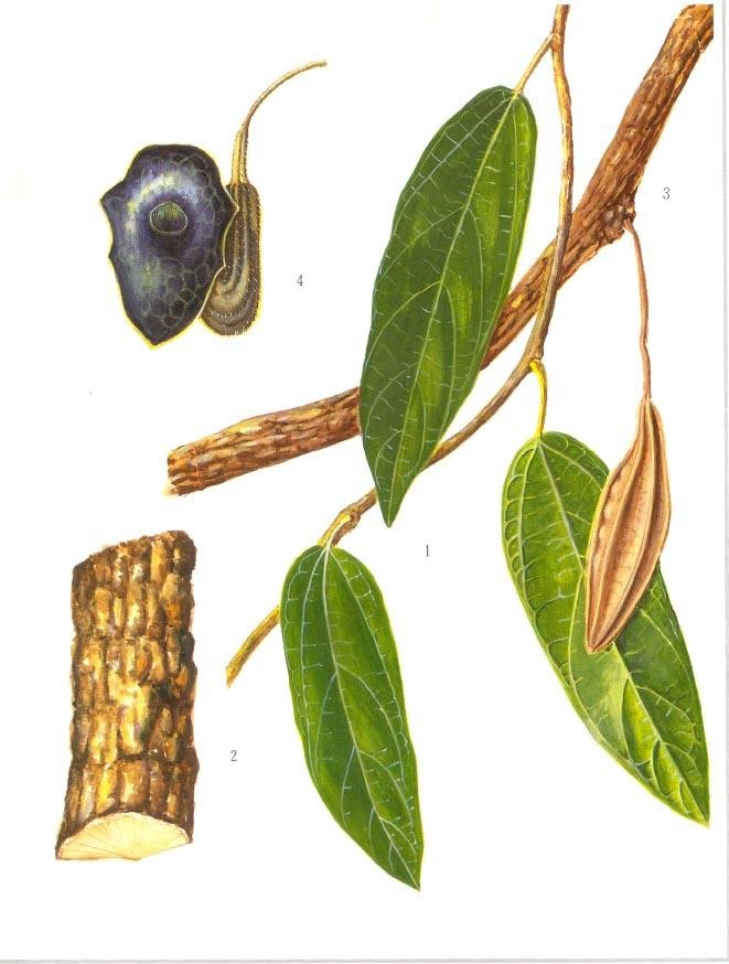 一味中药治肾病,有关肾病的中药