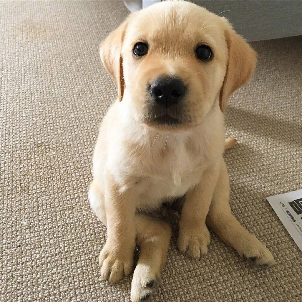 最聪明的狗狗排行榜第一位,国内狗狗的品种大全