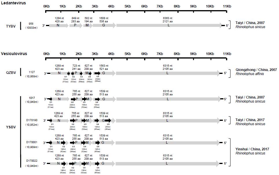 鐭虫涓界爺绌惰潤铦犵梾鍘熶綋,铦欒潬鐥呮瘨鏍锋湰璇曢獙