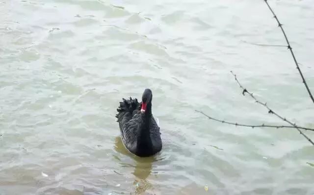 自从藏龙岛有了南延线,我就再没羡慕过别人家的学校!