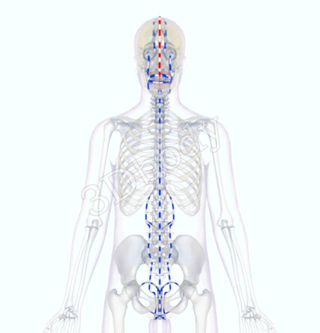 3d经络循行图讲解,阴维脉与阳维脉3d循行动态走向图