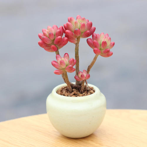 多肉植物的养殖方法大全,多肉植物最佳养殖方法图片