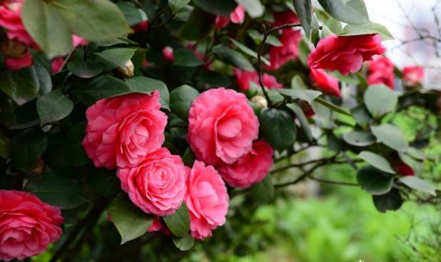 养花肥害是什么表现,养花肥害