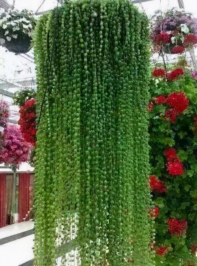 今年流行网红花,漂亮又好看的网红花