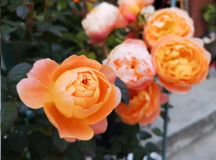 月季垂头打蔫摘下来插花瓶又活了,月季换盆打蔫怎么回事