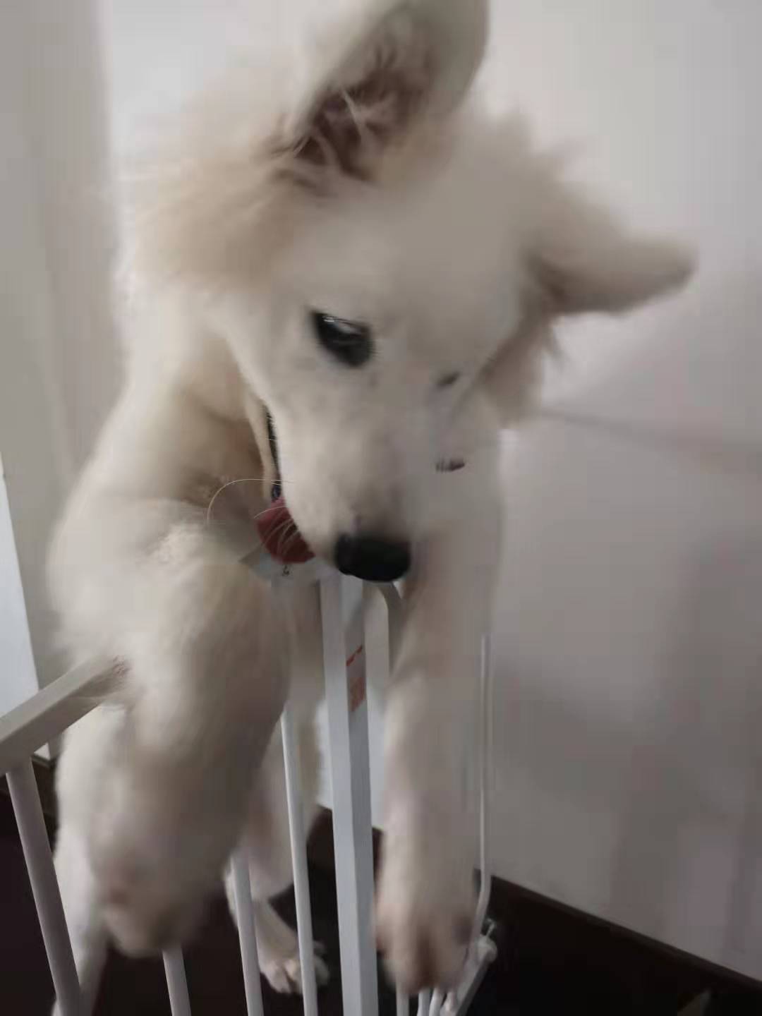 狗狗喝水也护食,狗狗特别能喝水这样正常吗