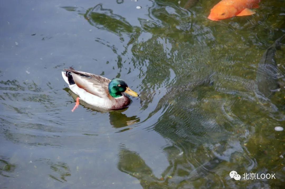 北京动物资源分布图,北京野生动物种类大全图片