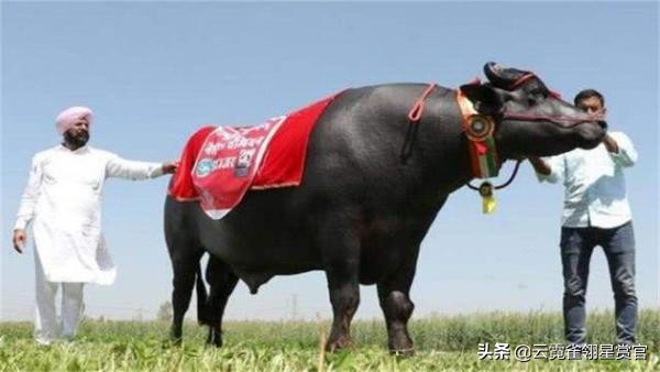 牛魔王的原型是,牛魔王原型有多可怕