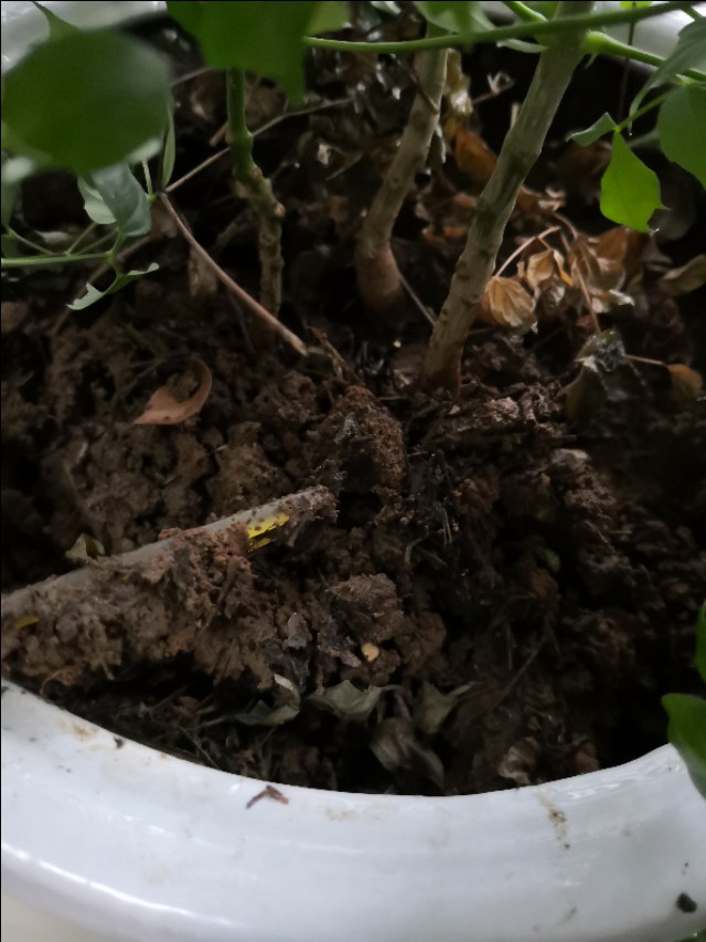 幸福树卷叶是什么原因引起的,幸福树生虫怎么解决