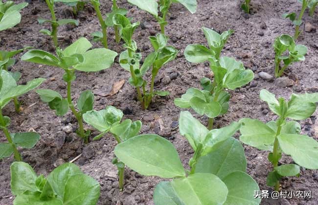 蚕豆又叫兰花豆,蚕豆又叫茴香豆吗