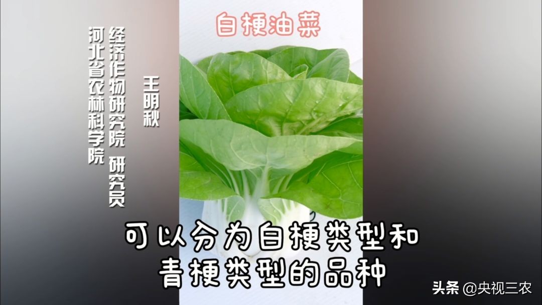 种油菜要选地合理,种油菜怎么种