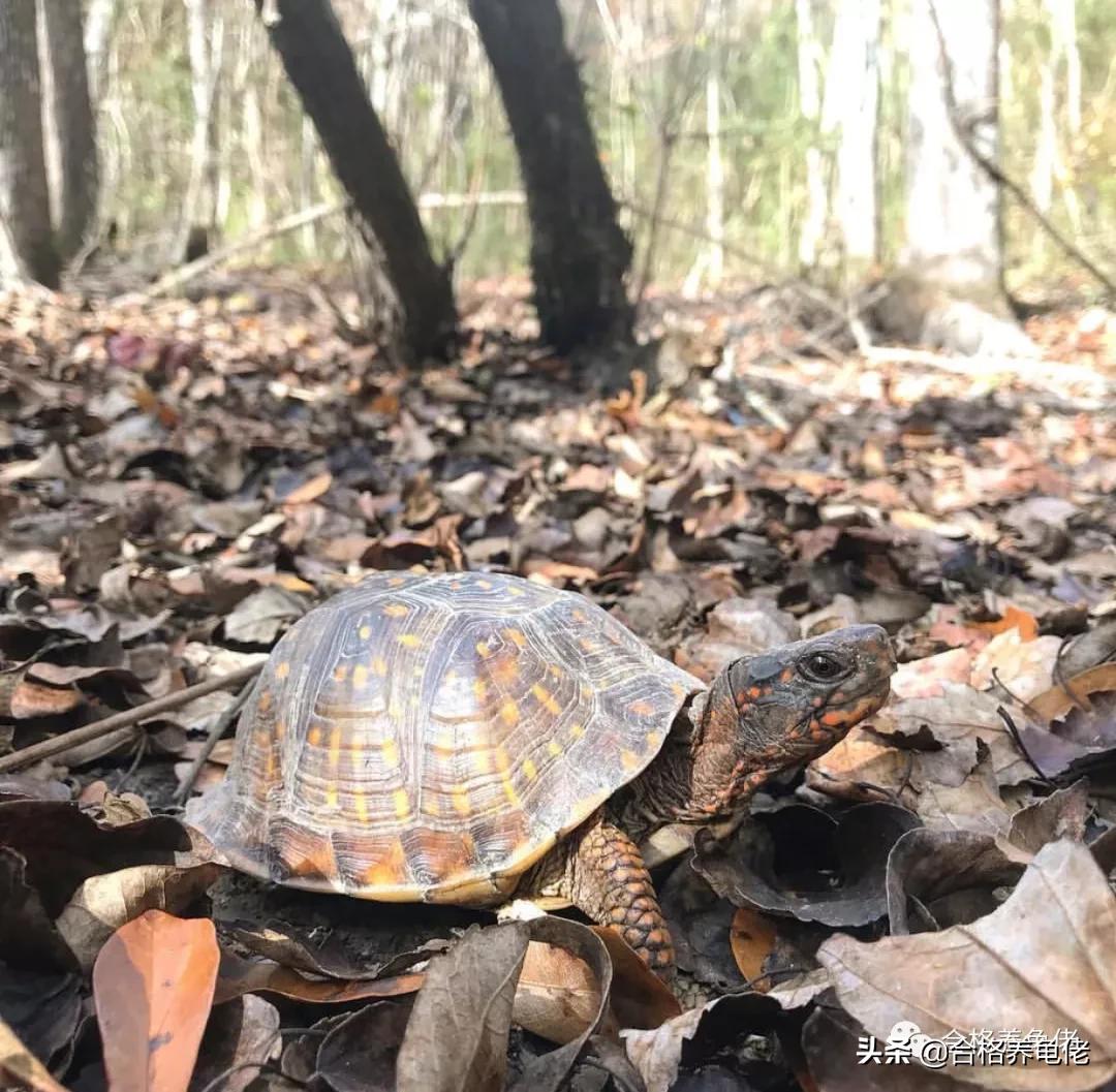 对于喂龟的宠物小零食,你是怎么看待的?