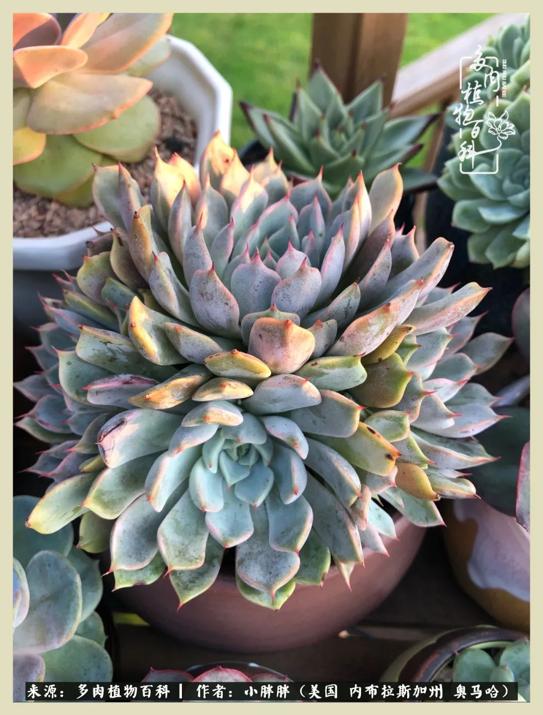 多肉小白入坑攻略,多肉小白2个月成功入坑