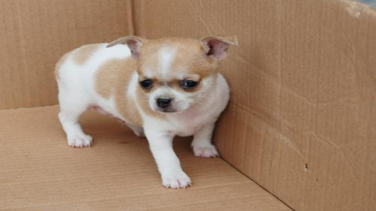 吉娃娃最好的状态,吉娃娃顶端优势