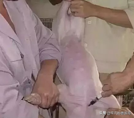 猪注射部位图片大全,猪肌内注射怎么操作