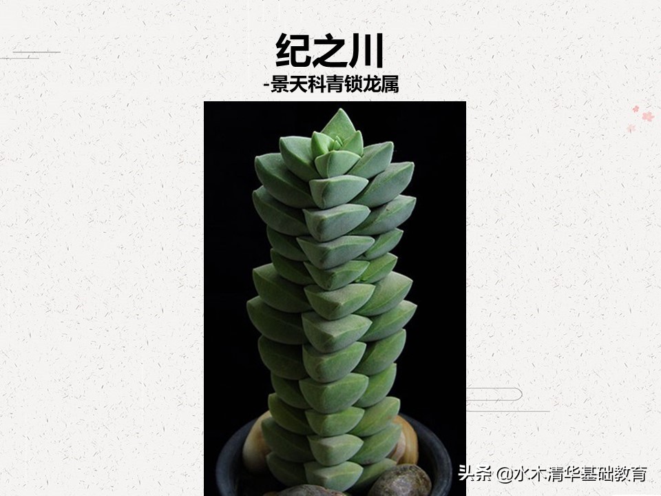 梦幻女王多肉植物百科图谱,原产地多肉植物图谱pdf