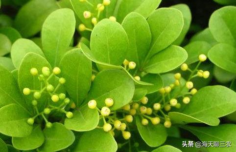 米兰如何种植视频讲解教程,南方四月米兰怎么种植