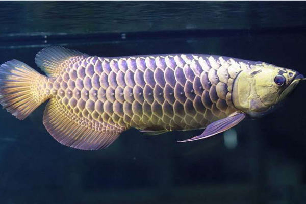 金龙鱼清香稻为什么贵,比金龙鱼还贵的鱼