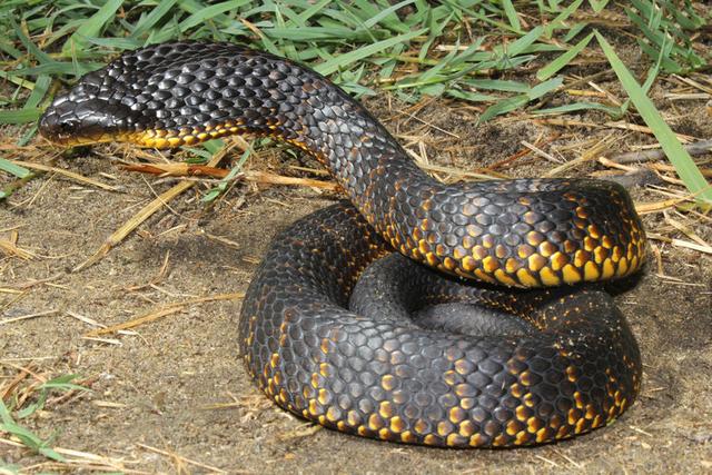 东北有毒蛇么,有毒的蛇图片有哪些