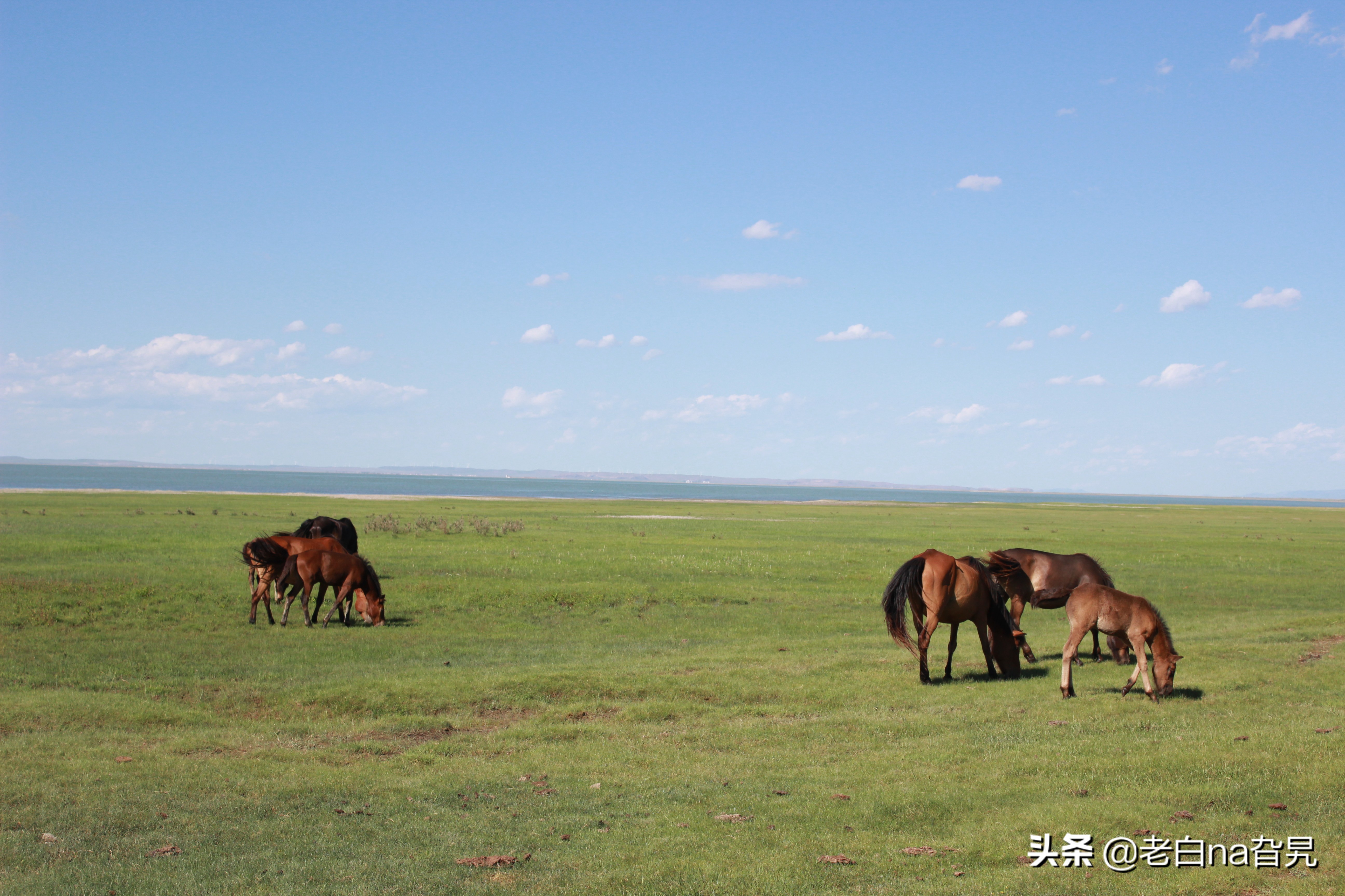 达里诺尔湖早上的风景,达里诺尔湖四大名湖