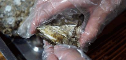 比顺德潮汕还生猛的海鲜之城,好吃到打个飞的也要去一趟