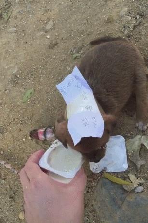 小狗腿骨折一碰它就咬,小狗腿受伤了吃东西吐