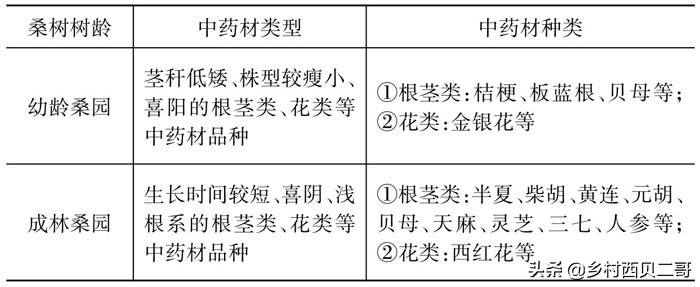 桑树种植技术资料大全,致富经桑树种植技术