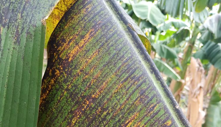 香蕉叶片黑星病图片,香蕉黑星病防治措施