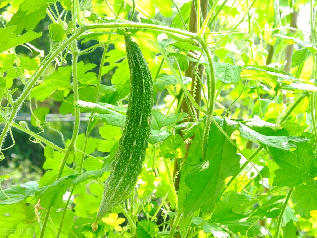 种苦瓜用什么药物防瓜实蝇,苦瓜幼苗枯萎图片