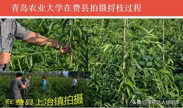 桃树修剪时间及各阶段修剪技术,大口径修剪桃树剪刀