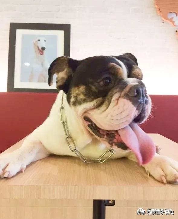 曼谷BigDogCafe|想把每一只狗狗偷偷打包带回家！