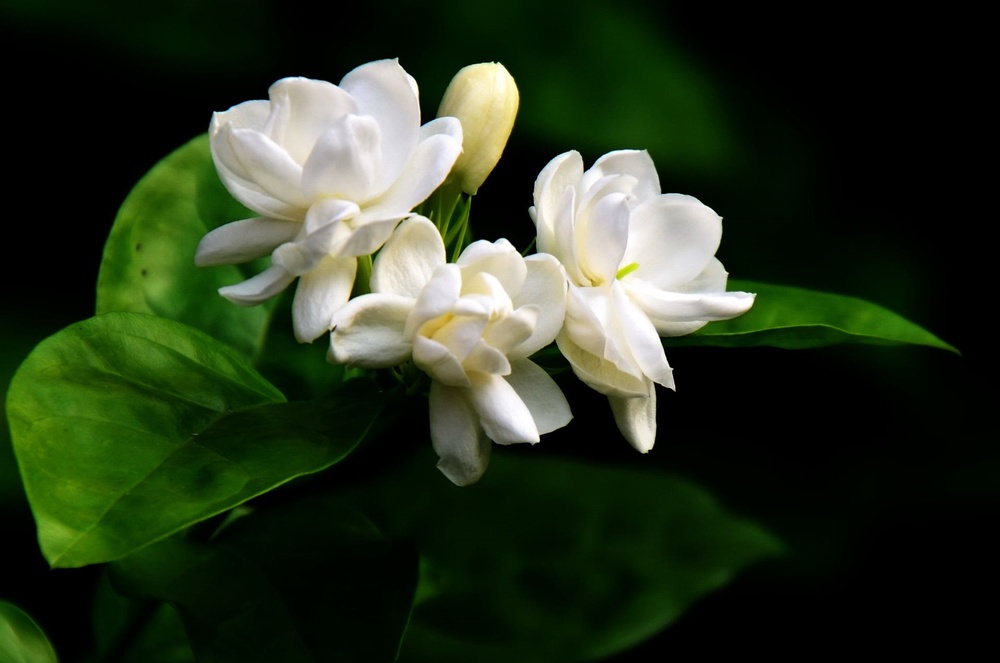 茉莉叶子干枯是怎么回事