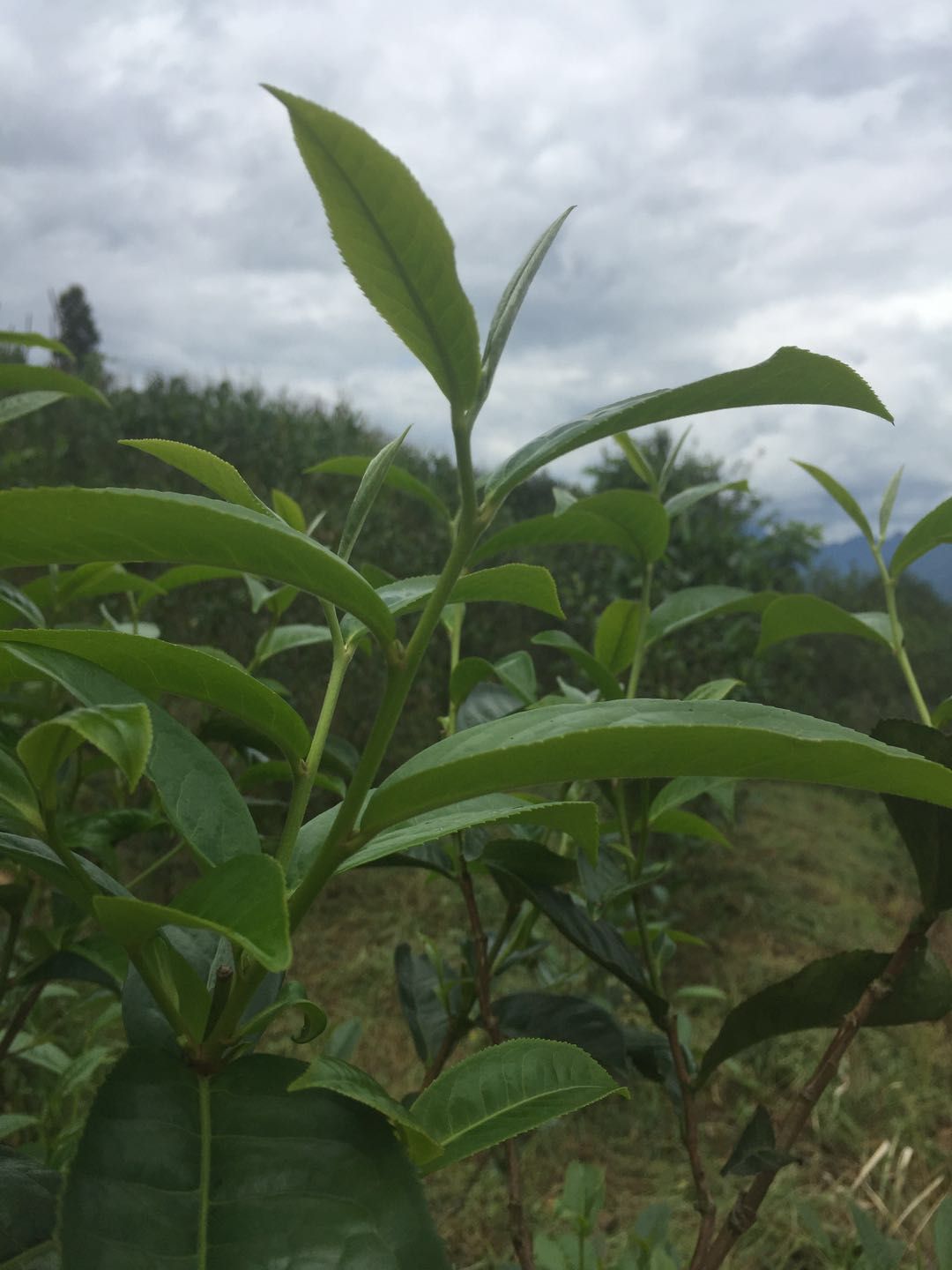 龙韵香炉艺术品,龙韵藏品