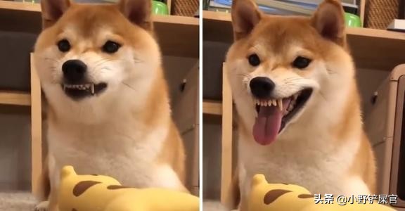 狗狗牙不齐视频,狗狗牙不完整