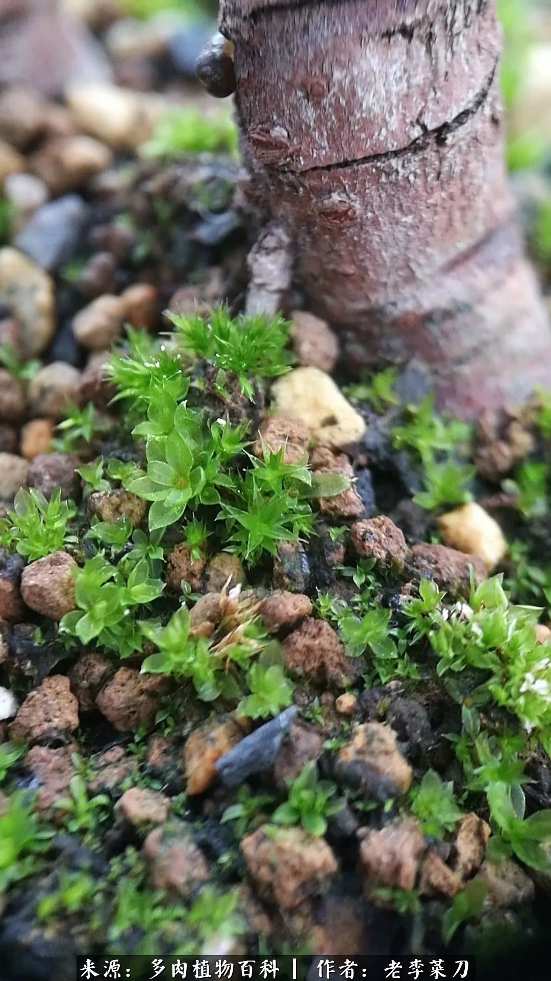 春季生石花种植,生石花冒芽需要把老叶片剪掉吗