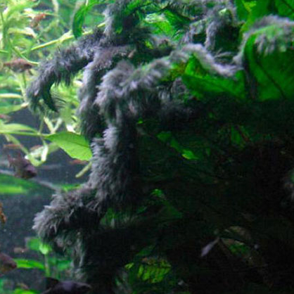 春暖花开疫情马上过去,金鱼的饲养方法及注意事项