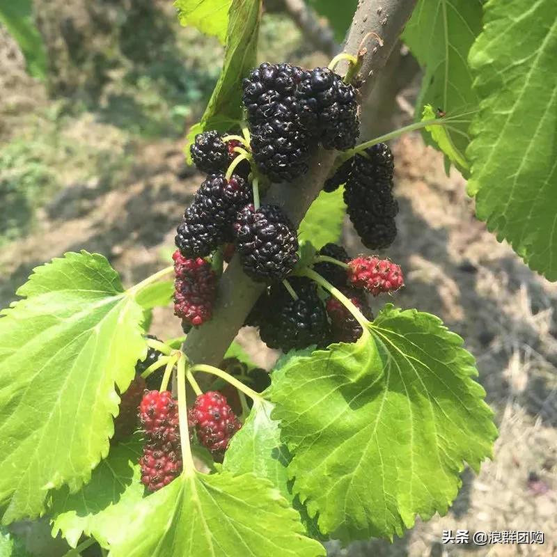 四季果桑有几个品种,新手种果桑哪个品种最好